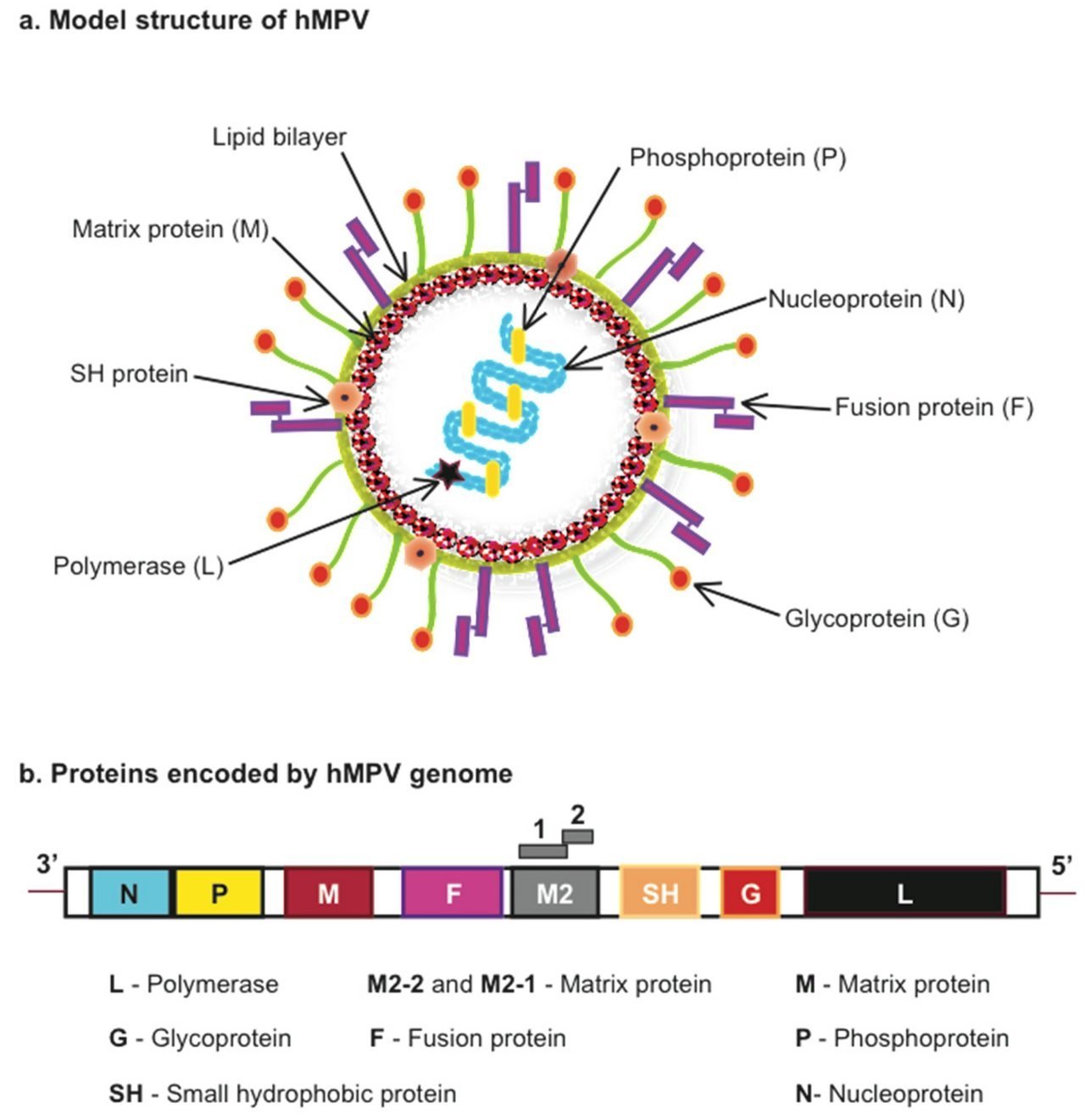 HMPV Structure