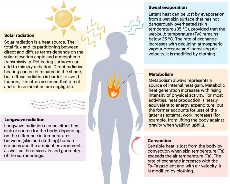 Thermoregulation